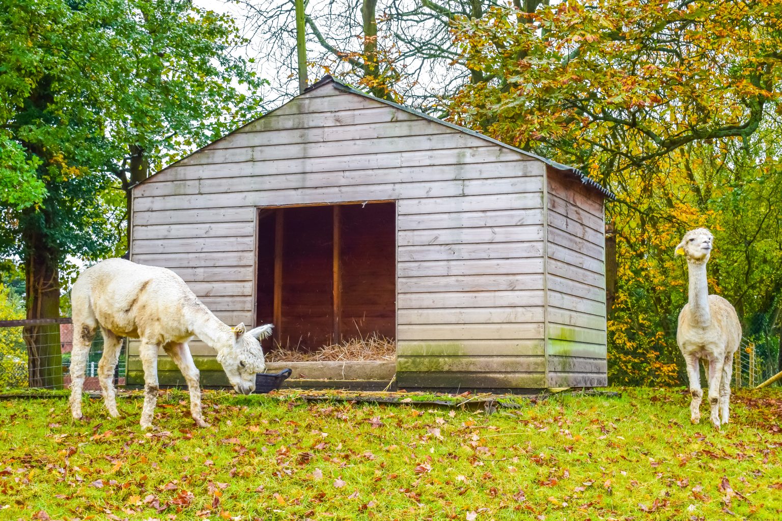Gallery Belmont Farm Nursery School, London Countryside Eduction